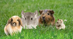 What Cut of Hay Is Best For Small Animals?