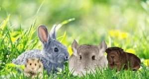 Types of Hay for Small Animals