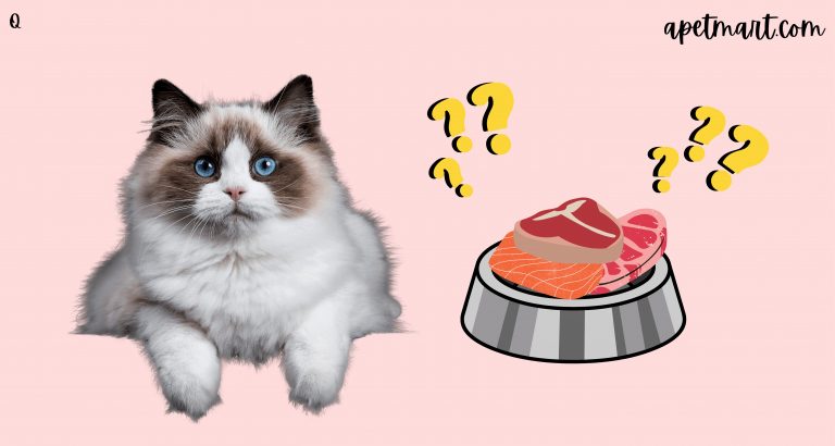 Is Raw Food Diet Good for Your Cat?