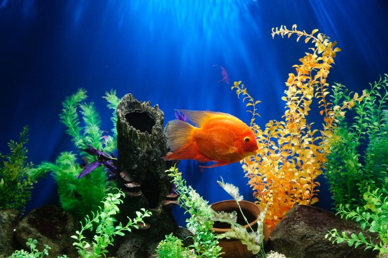 How to Choose the Right Fish Tank