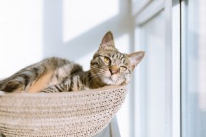 How To Prevent Heatstroke in Pets
