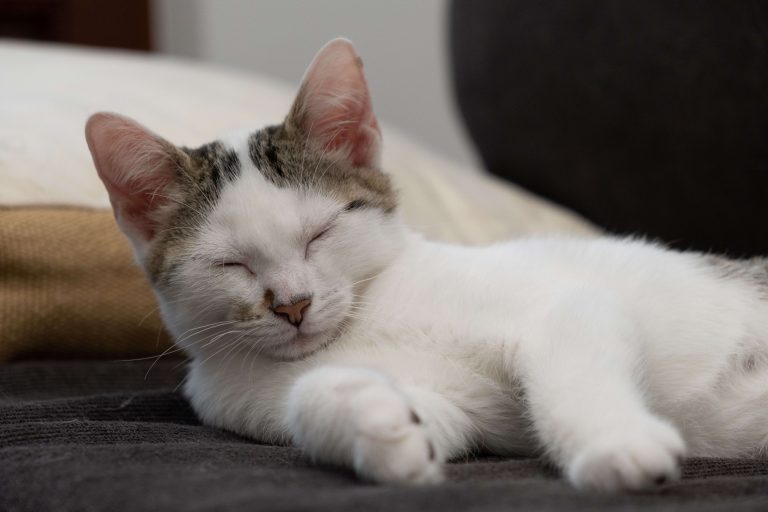 Cat Lying Down