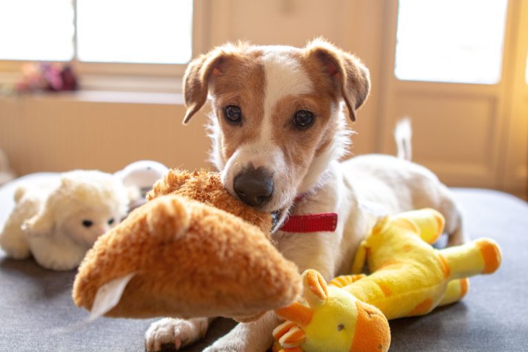 How To Clean Your Pet’s Toys Properly