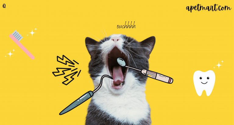 Dental Cat