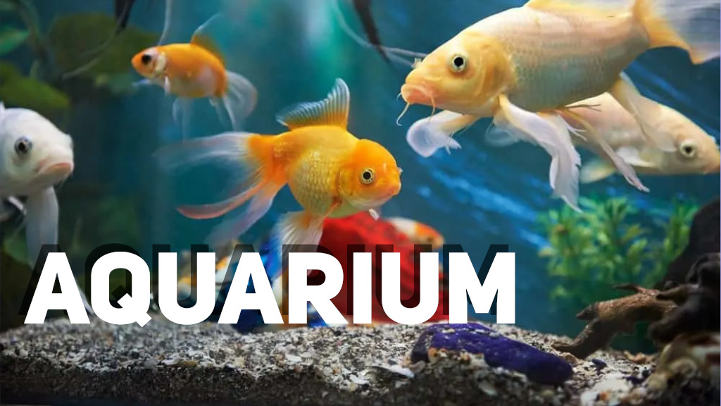banner of aquarium with fishes