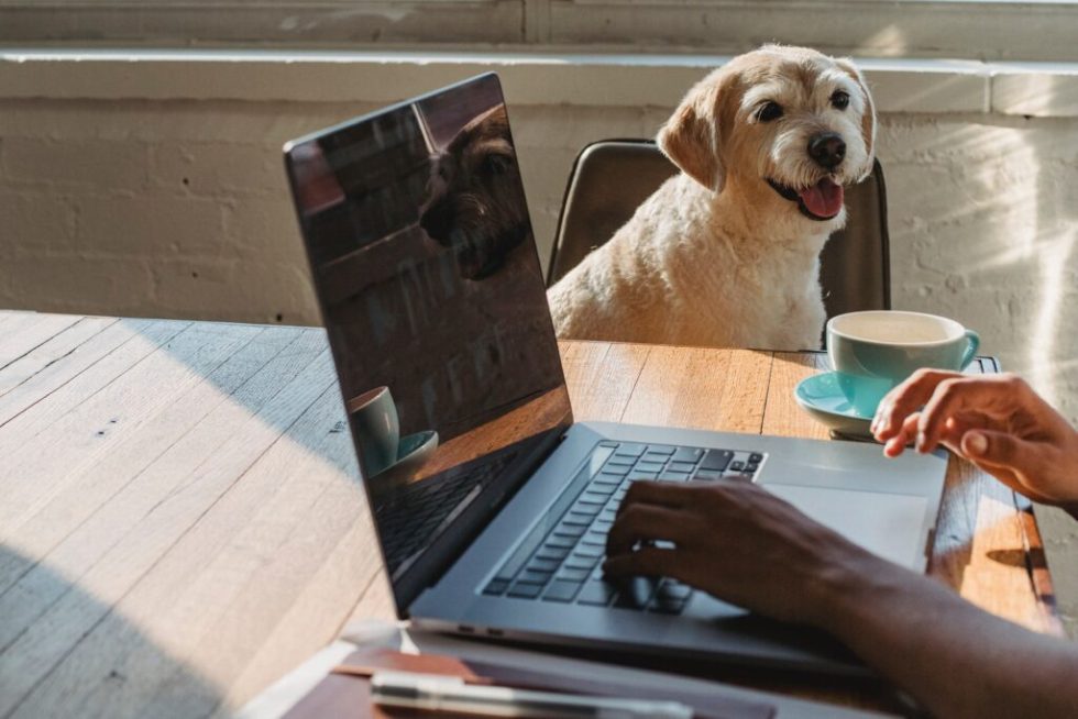 dog laptop typing