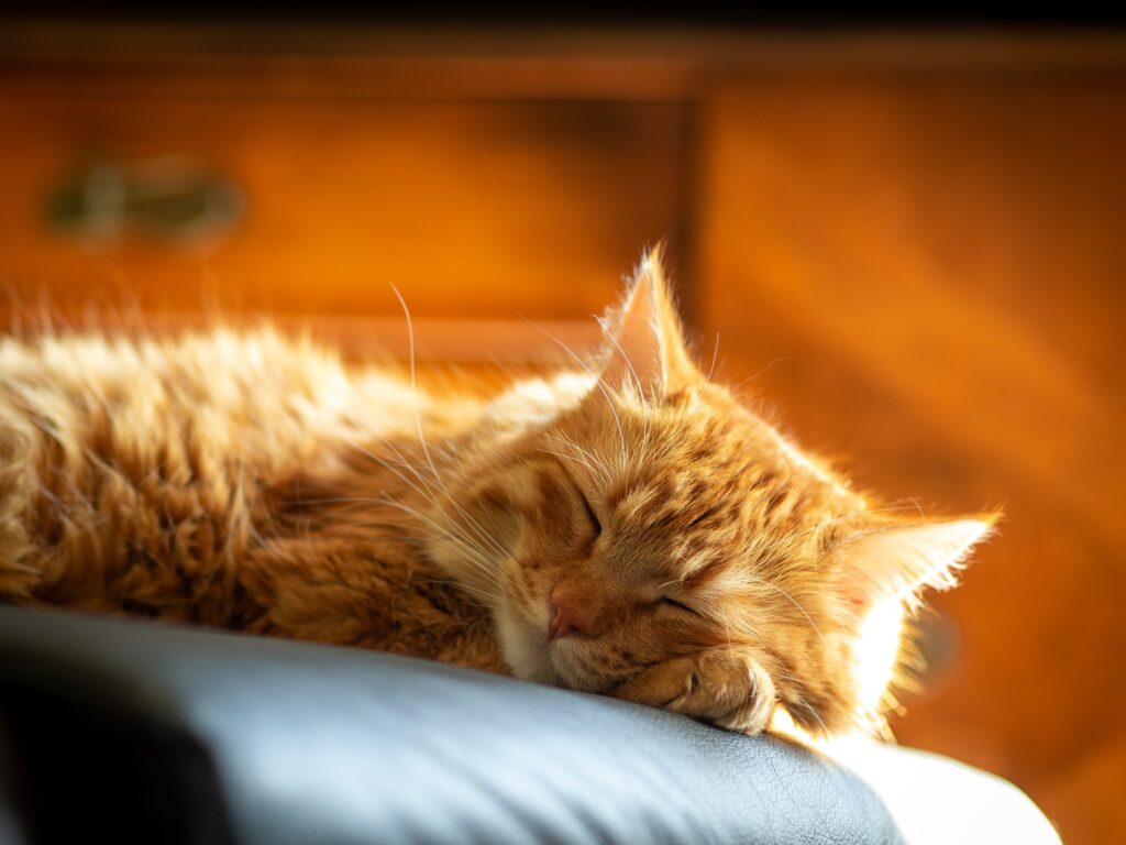 cat sleeping peacefully