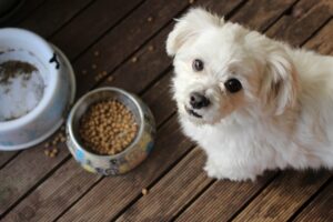 How to Properly Store Your Pet Food