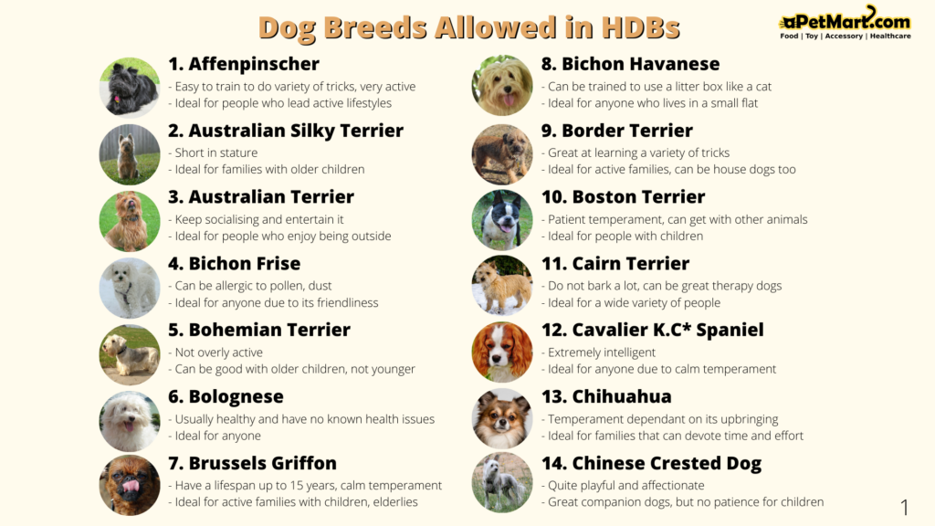aPetMart HDB Dog Breeds Infographic 1/5 by Osman Samsuri