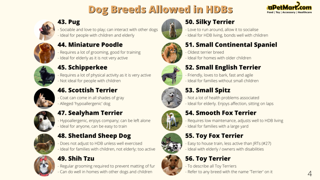 aPetMart HDB Dog Breeds Infographic 4/5 by Osman Samsuri