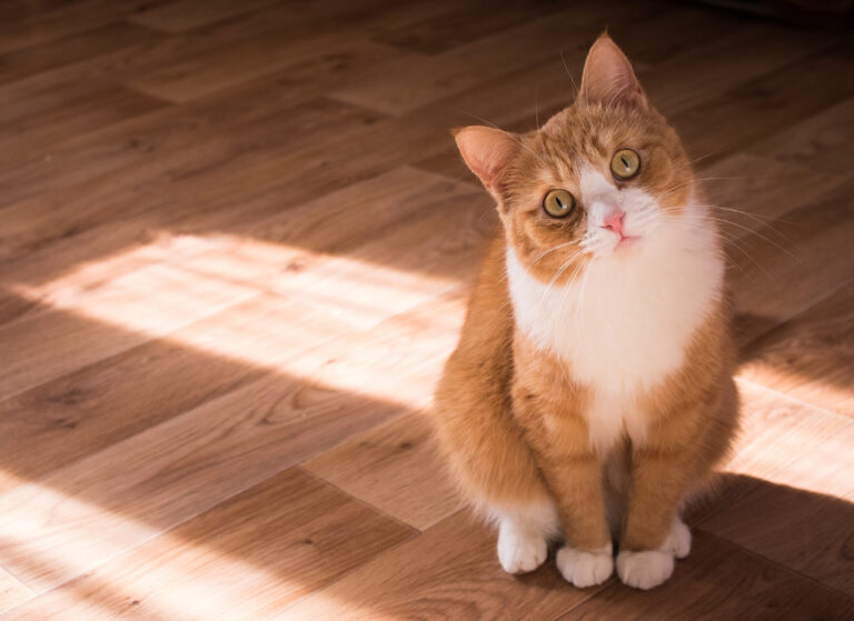curious orange cat