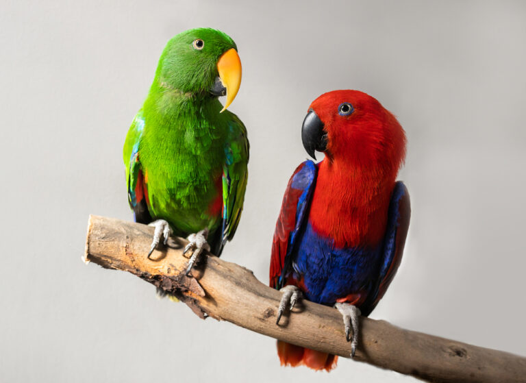 A Beginner’s Guide to Taking Care of Your Pet Birds