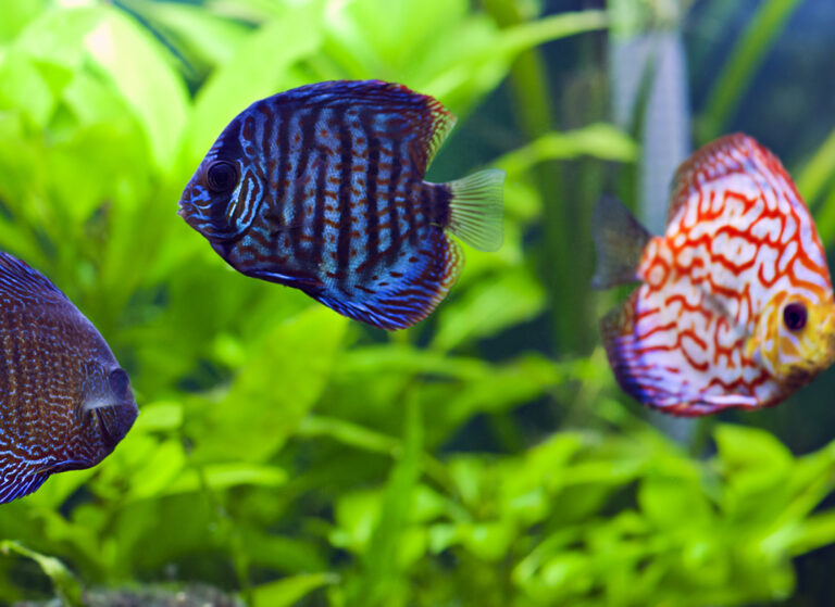 Busting Some of the Most Common Myths about Fish as Pets