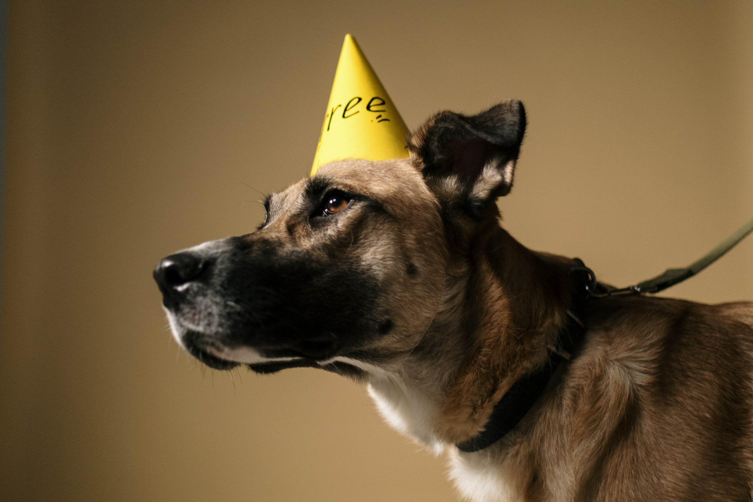 mongrel-party-hat