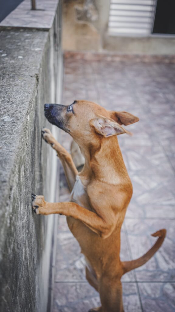 dog-looking-over-wall