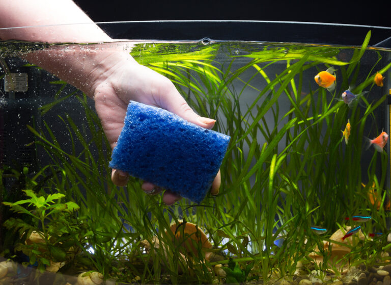 A Cloudy Fish Tank: The Causes And How You Can Fix It