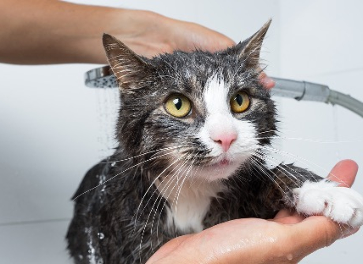 A Comprehensive Guide On How To Give Your Cat A Bath