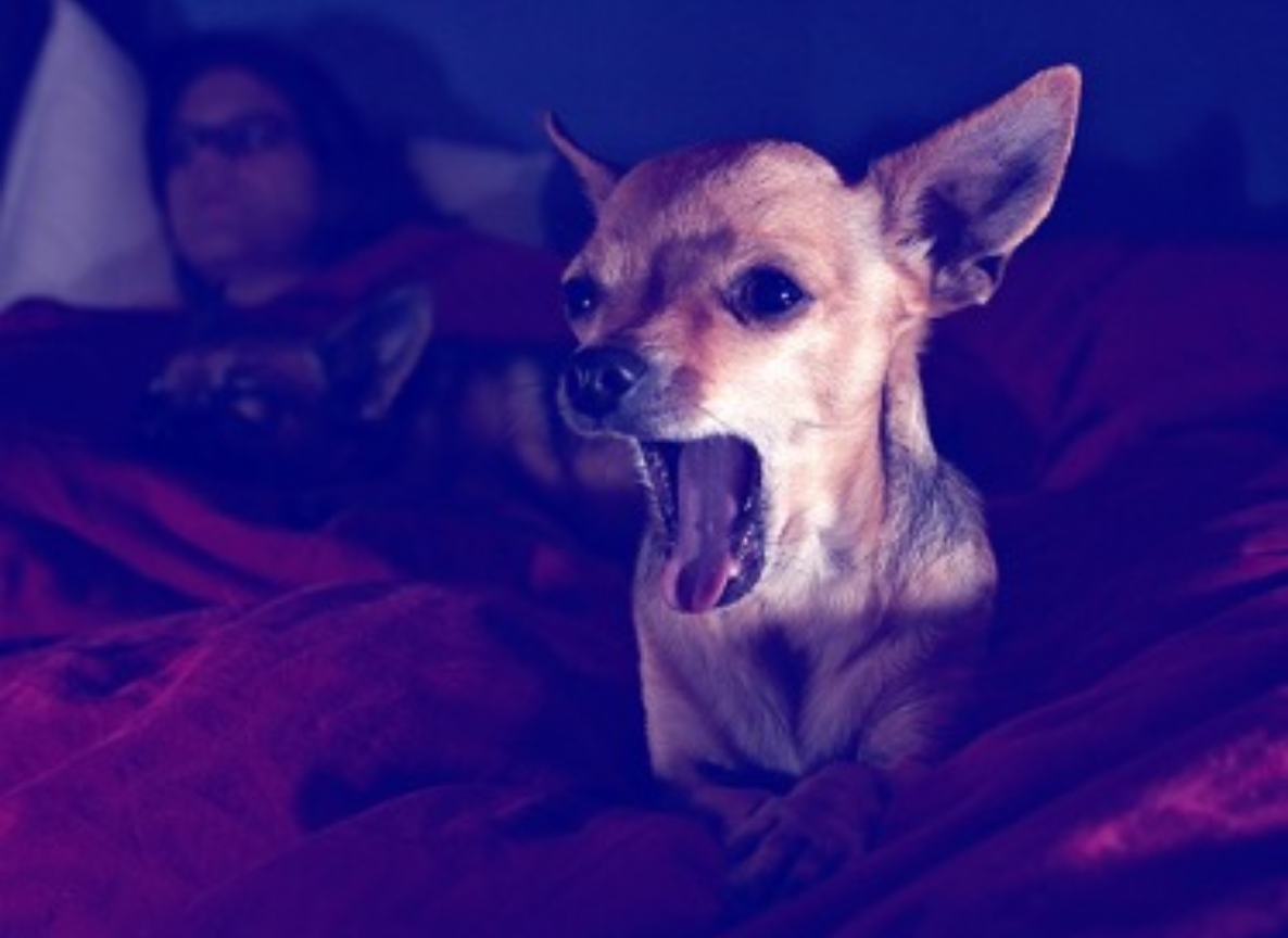 Tips On How To Stop Your Dog From Barking All Night