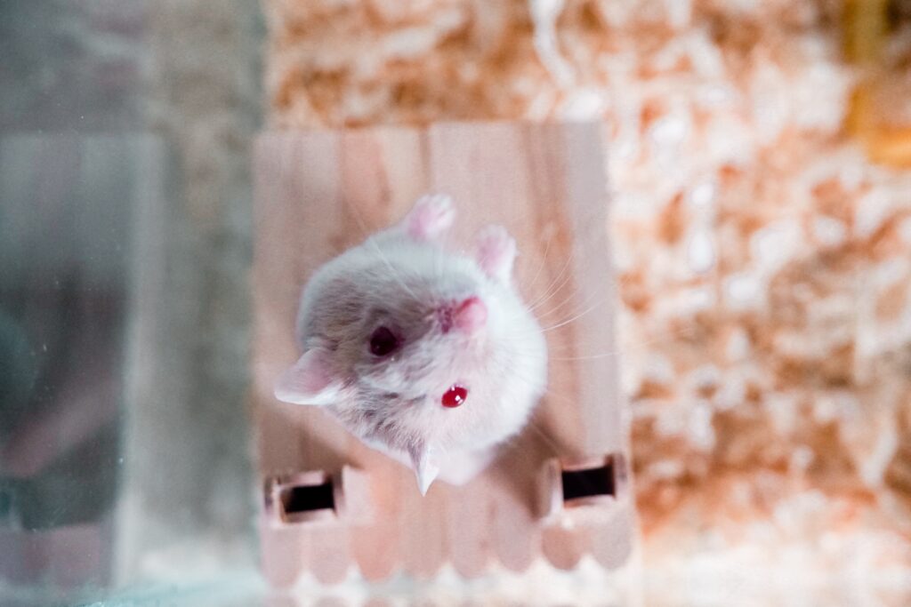 winter white hamster