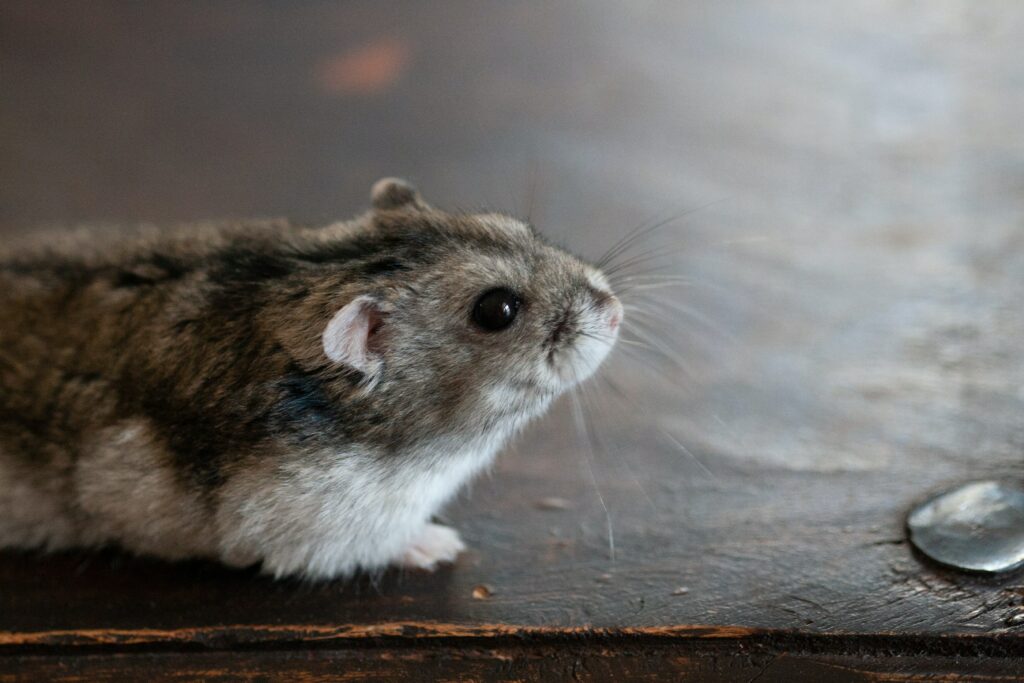 campbell hamsters