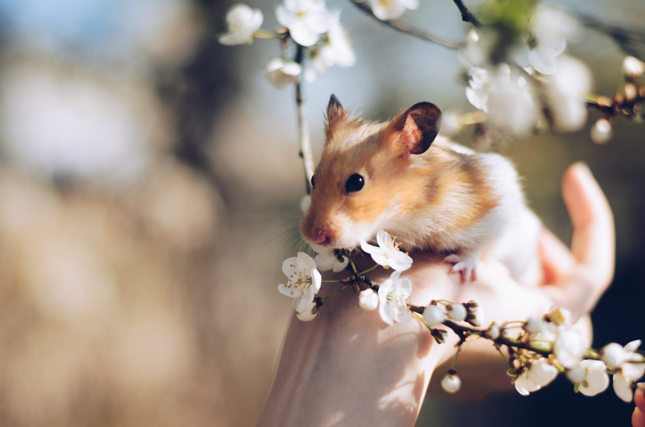 hamster-playing-with-flowers
