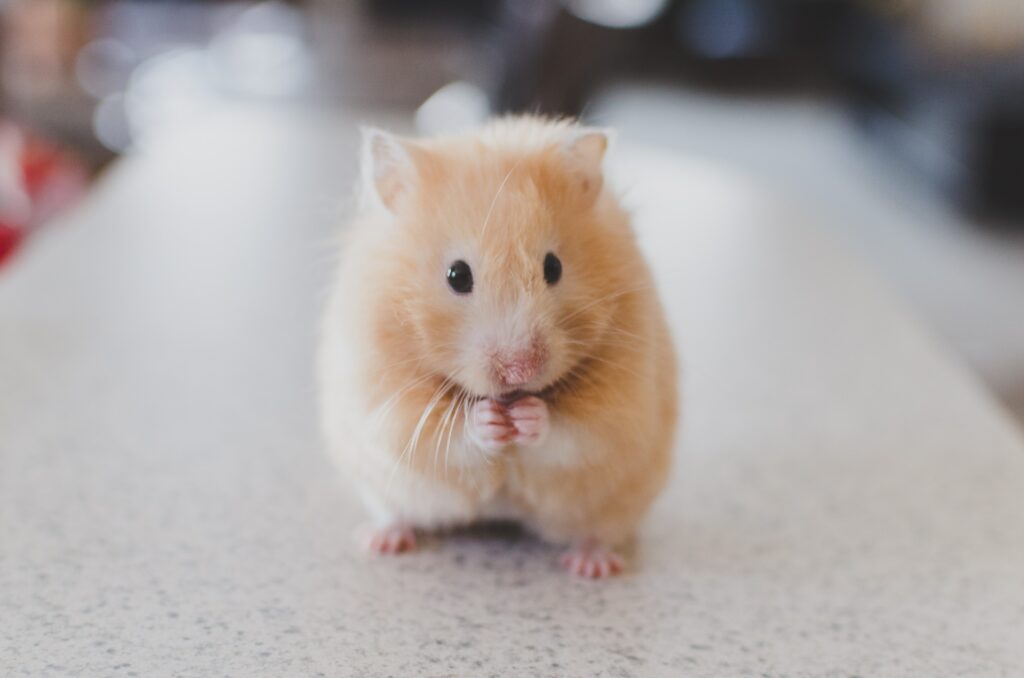 shy cute hamster
