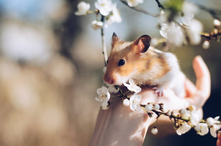hamster-playing-with-flowers