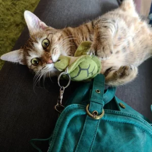 apetmart naughty playful woomau cat playing with employees handbag