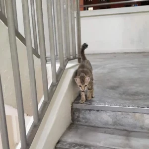before apetmart adopted woomau the cat at the stairwell