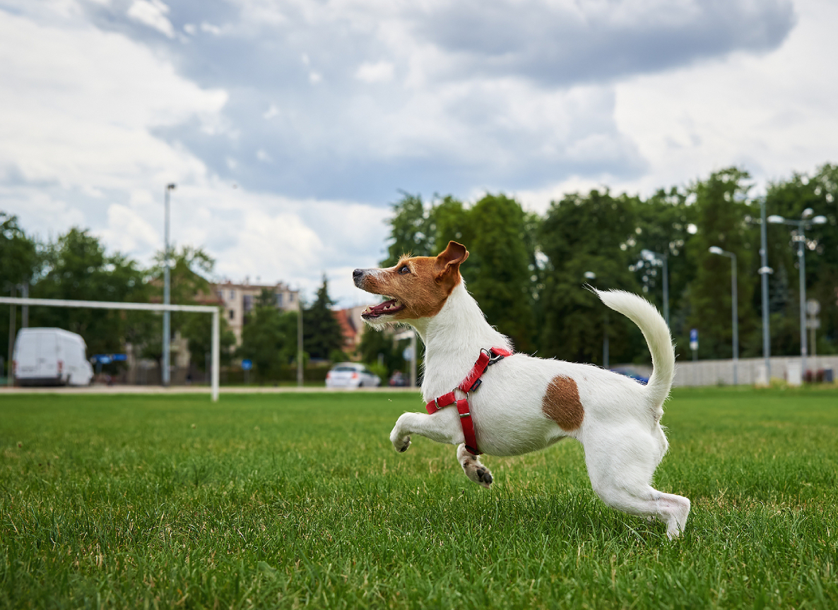 The Most Vibrant Dog Parks You’ll Find In Singapore