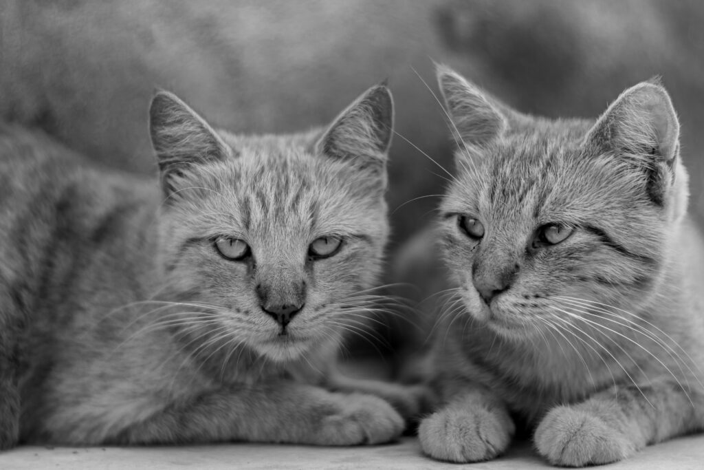 pet-cremation-cats