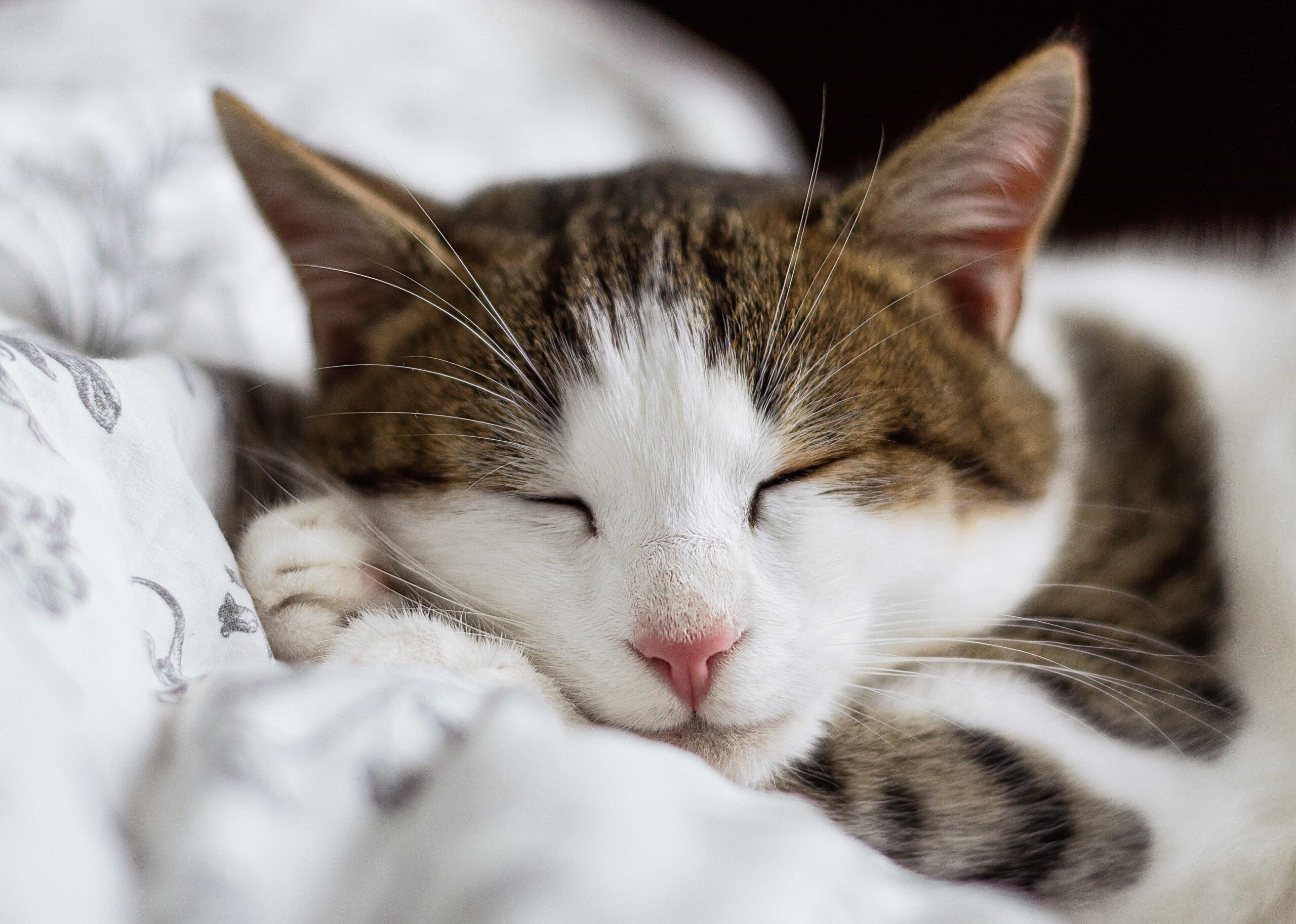 How Do I Get My Cat To Sleep At Night?