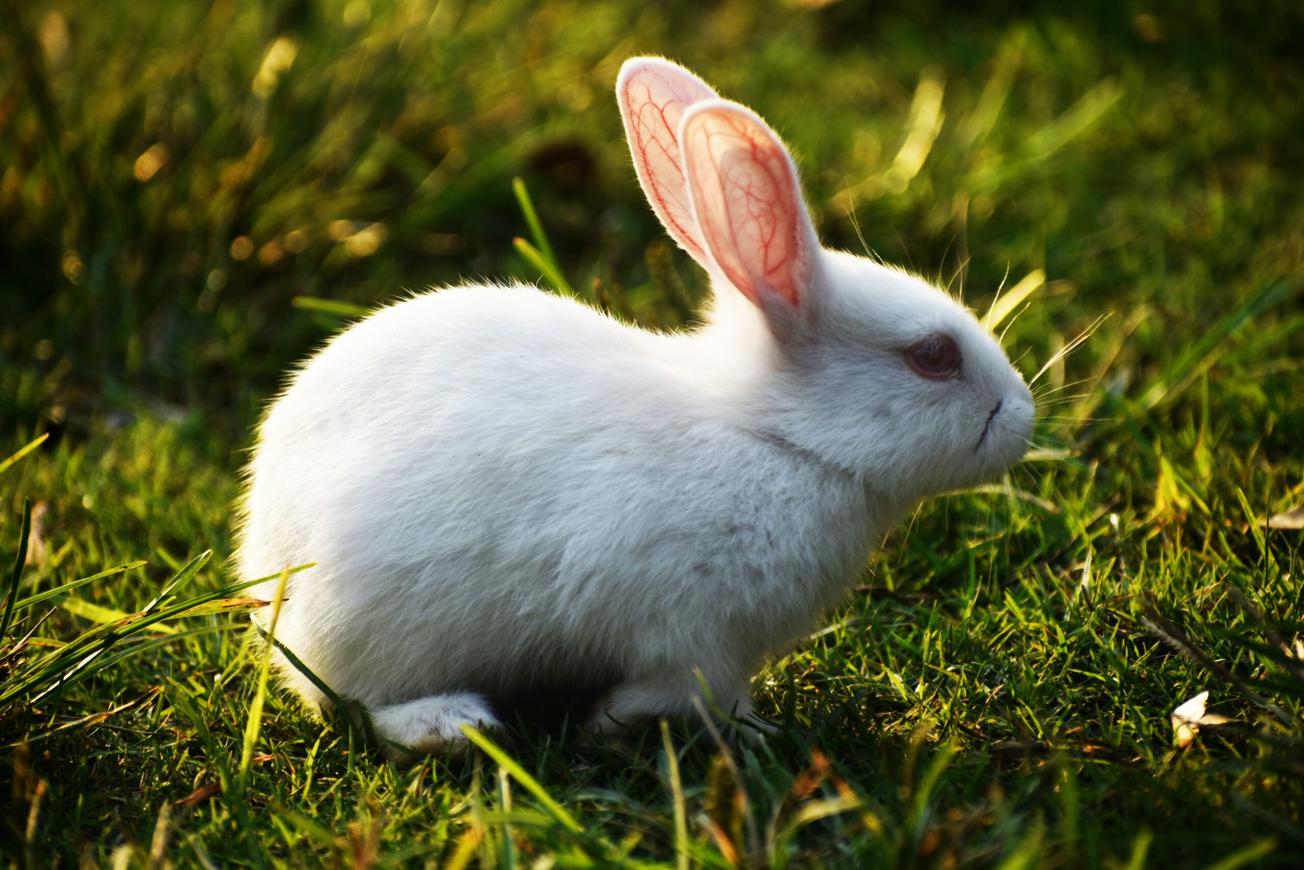 rabbitsHidingInDarkPlaces