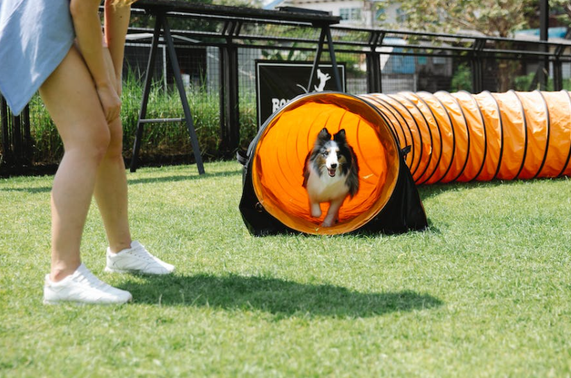 pet dog tunnel exercise