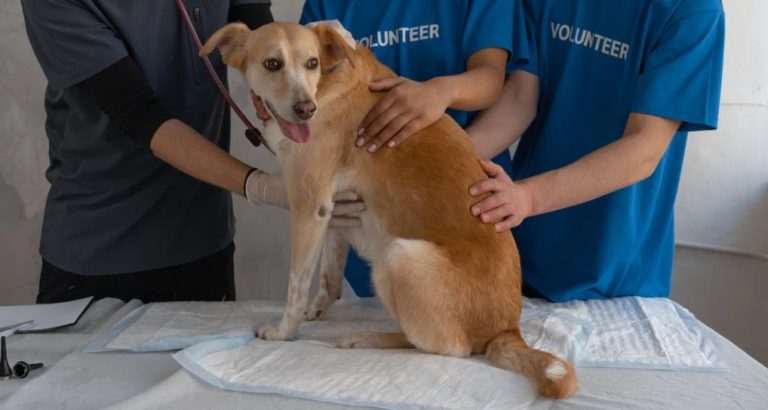 pet dog receiving a check-up by volunteers
