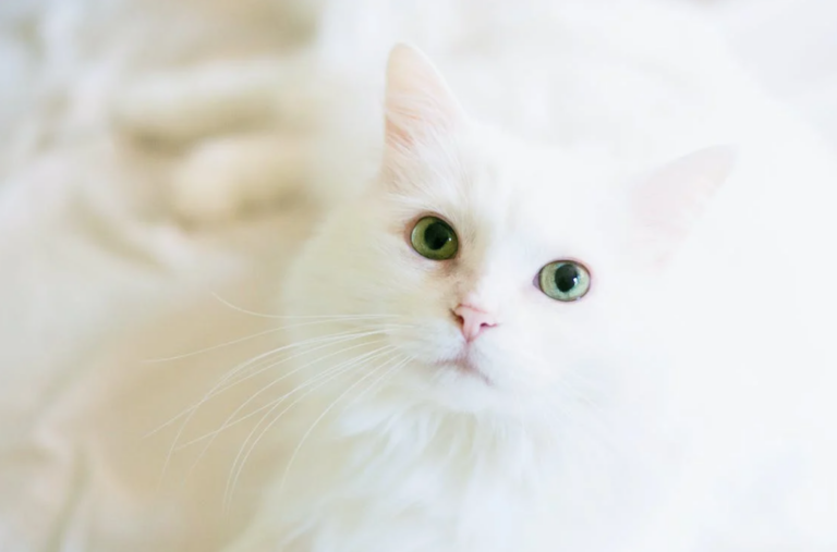 white cat on white fabric