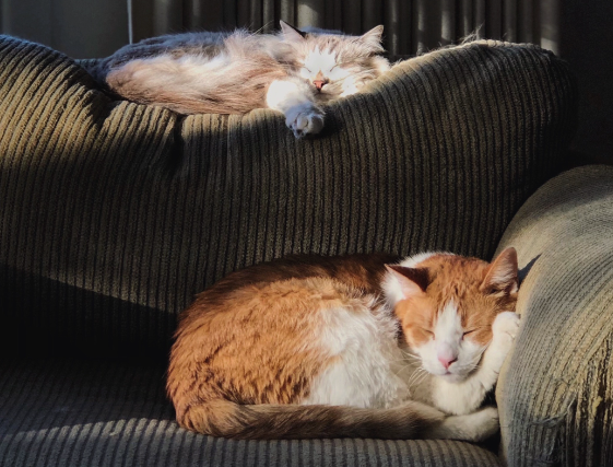 two pet cats sleeping on a sofa