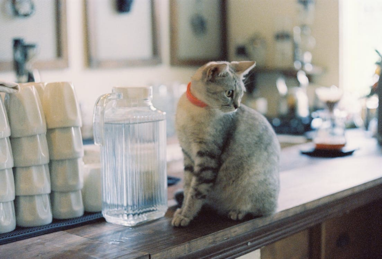 cat on a restaurant counter