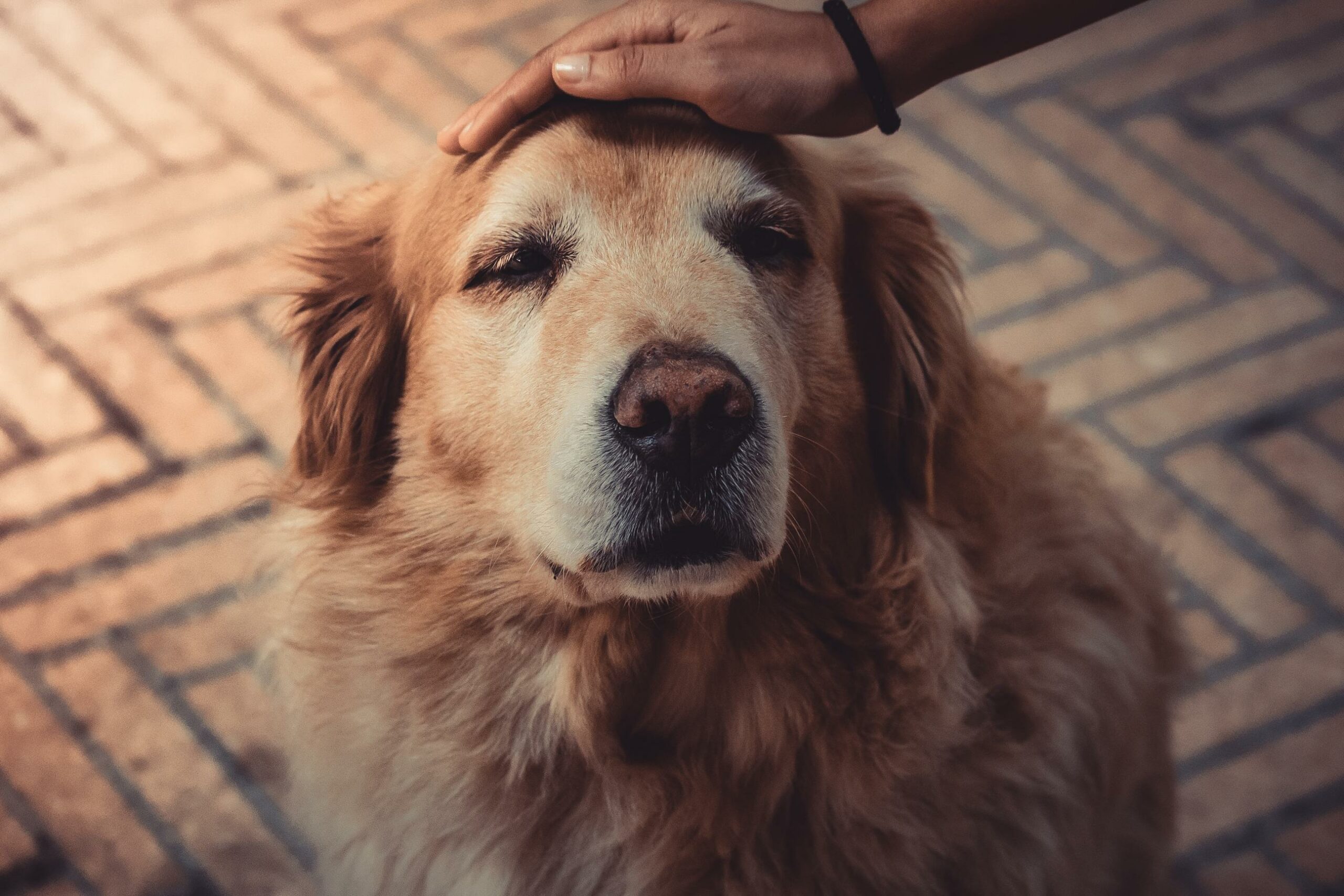 hand petting senior dog