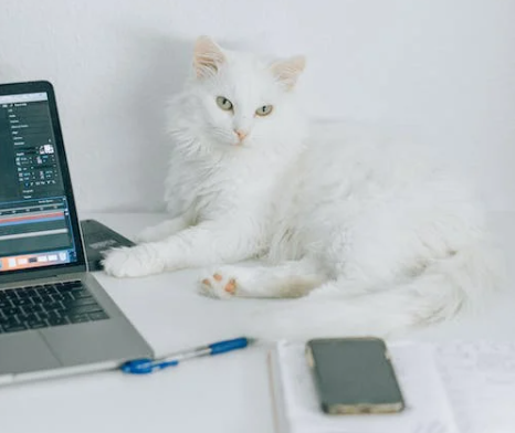 pet on a workplace desk