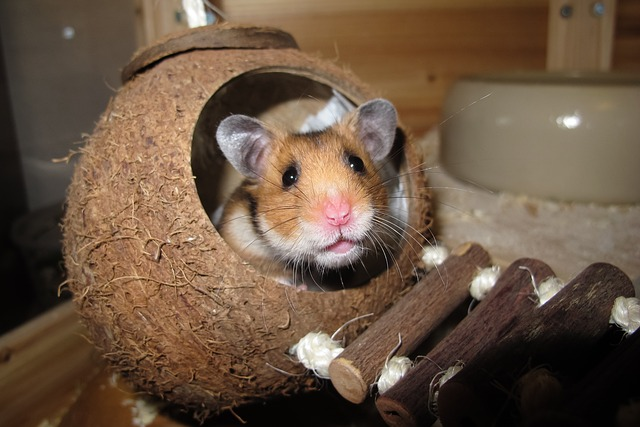 hamster in a coconut nest