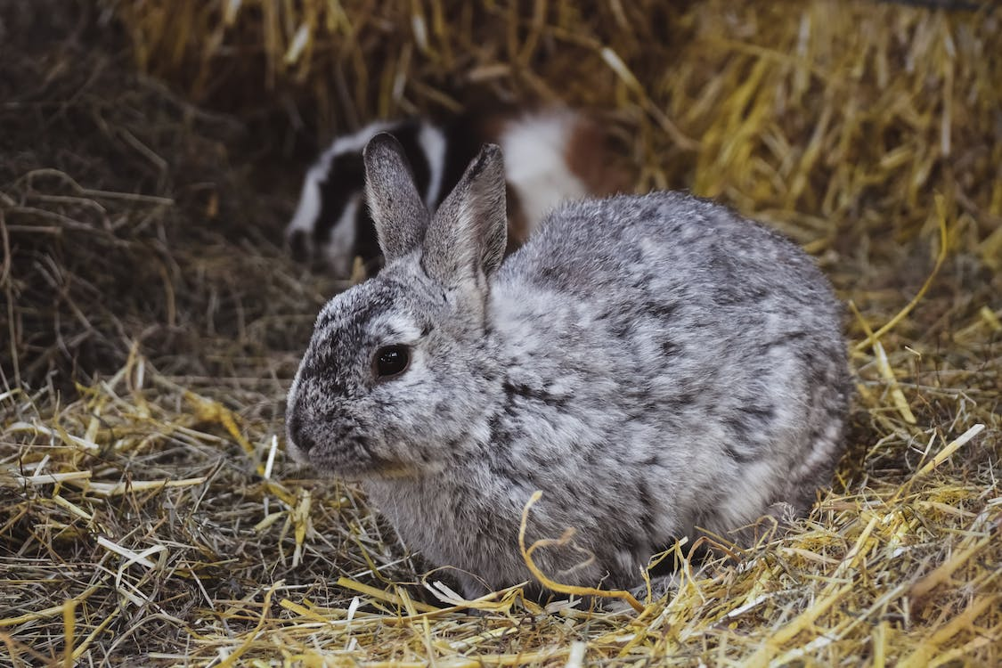 grey rabbit on hay