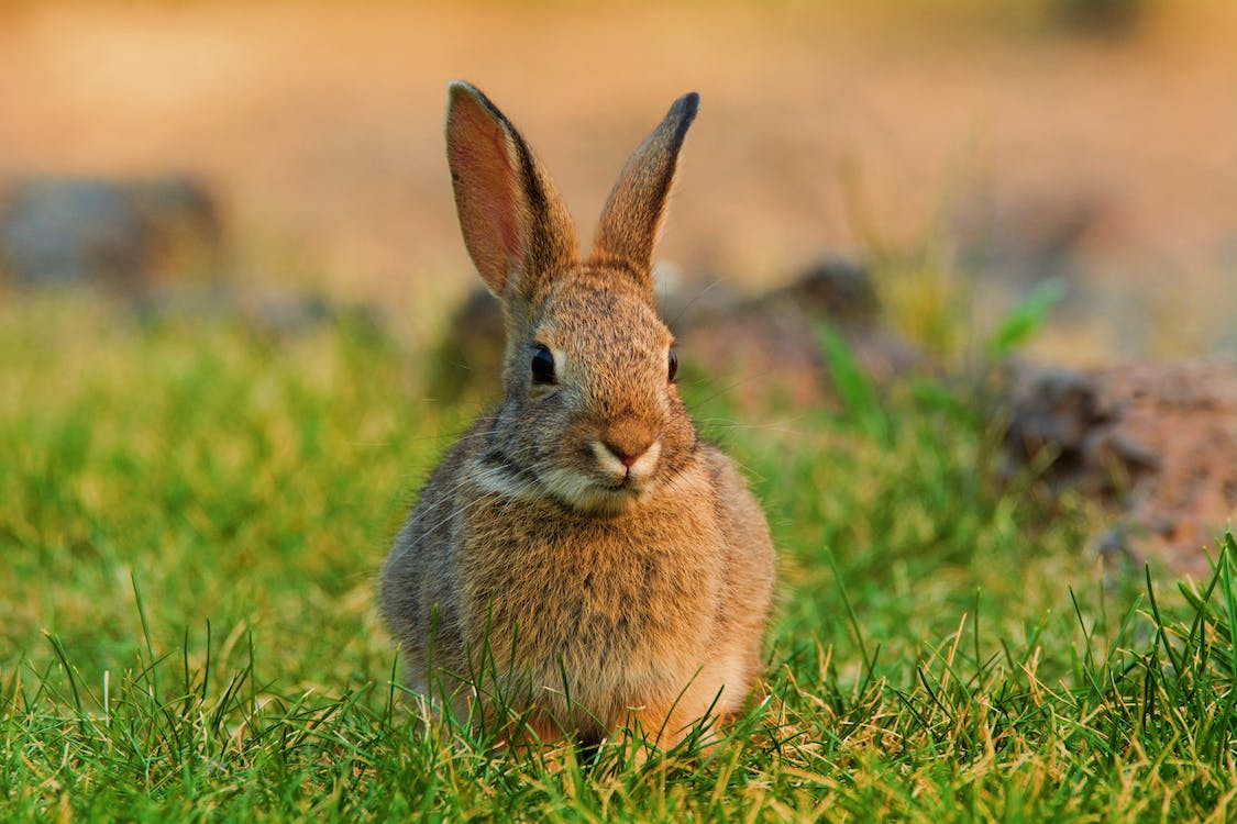 brown rabbit on grass patch