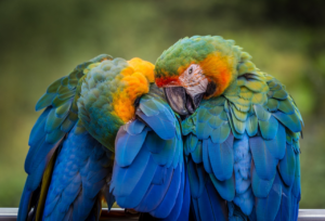 The Joy of Bird Adoption: Heart-warming Stories of Rescued and Rehomed Birds