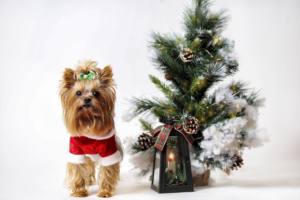 Holiday Gift Guide for Pets: Ideas for Treating Your Four-Legged Family Members