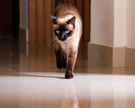 cat walking in a clean hallway