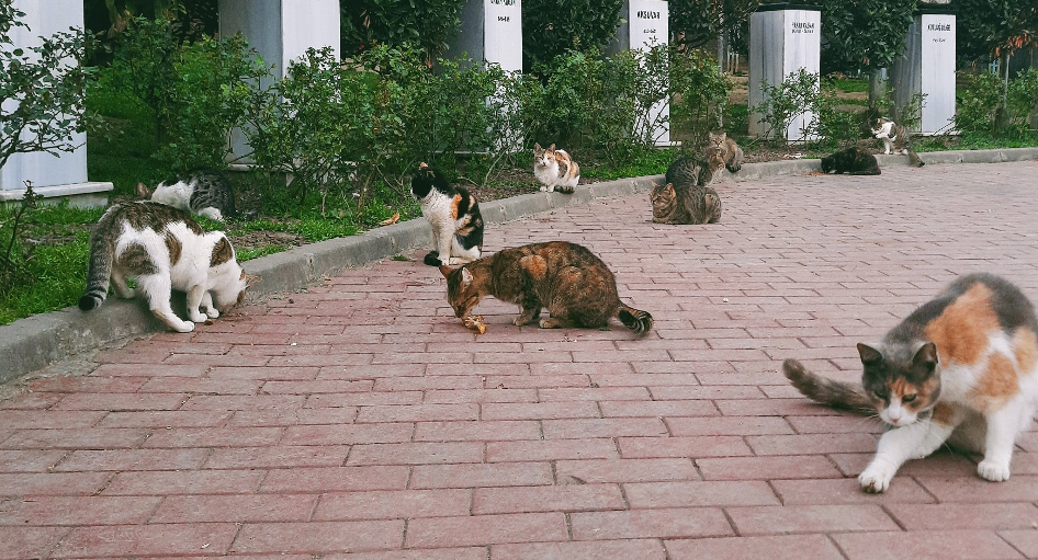 cats in macka democracy park