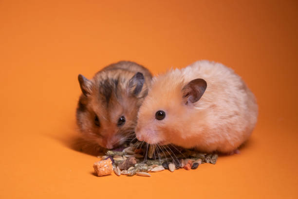 brown and beige hamsters eating on orange background