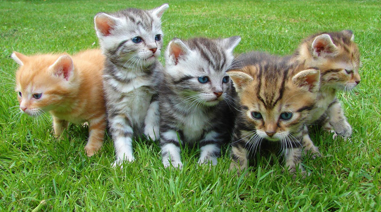 kittens on a grass field