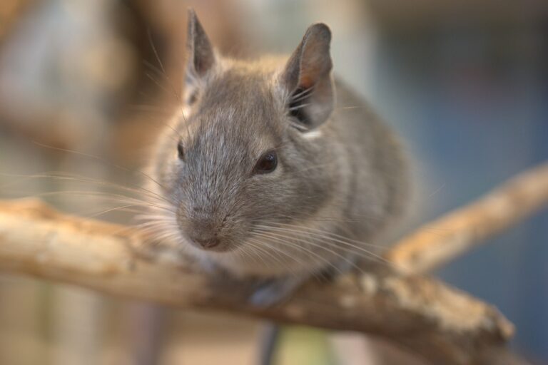 grey chinchilla on tree branch